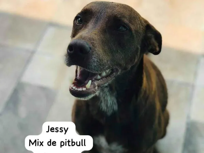 Cachorro ra a SRD-ViraLata idade 3 anos nome Jessy