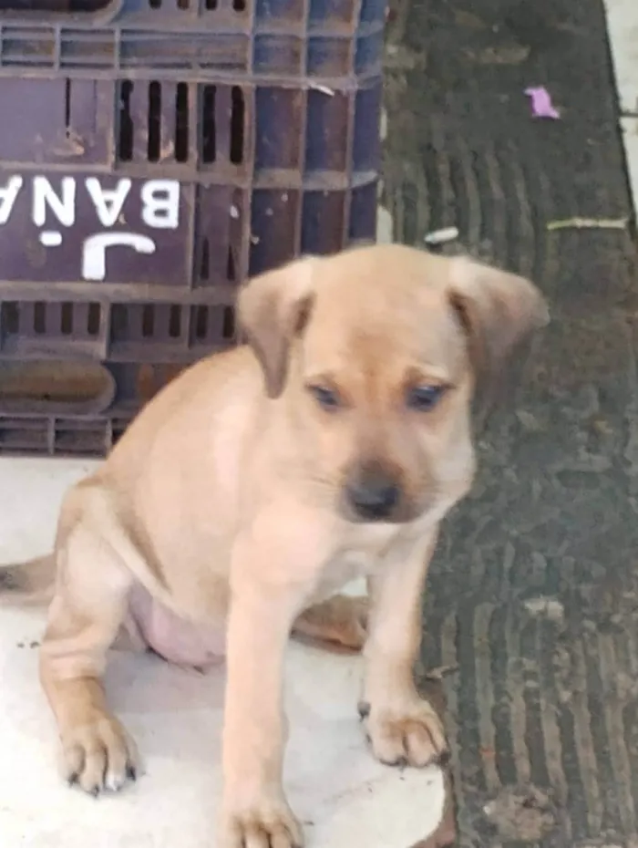 Cachorro ra a SRD-ViraLata idade 7 a 11 meses nome Peaches