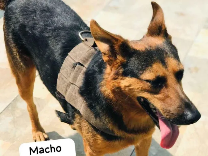 Cachorro ra a SRD-ViraLata idade 3 anos nome Sargento 