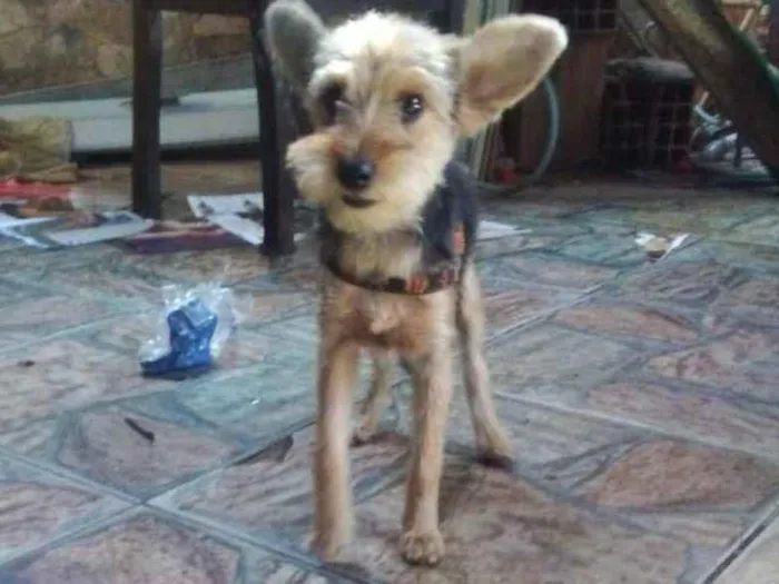 Cachorro ra a SRD-ViraLata idade 7 a 11 meses nome Enzo