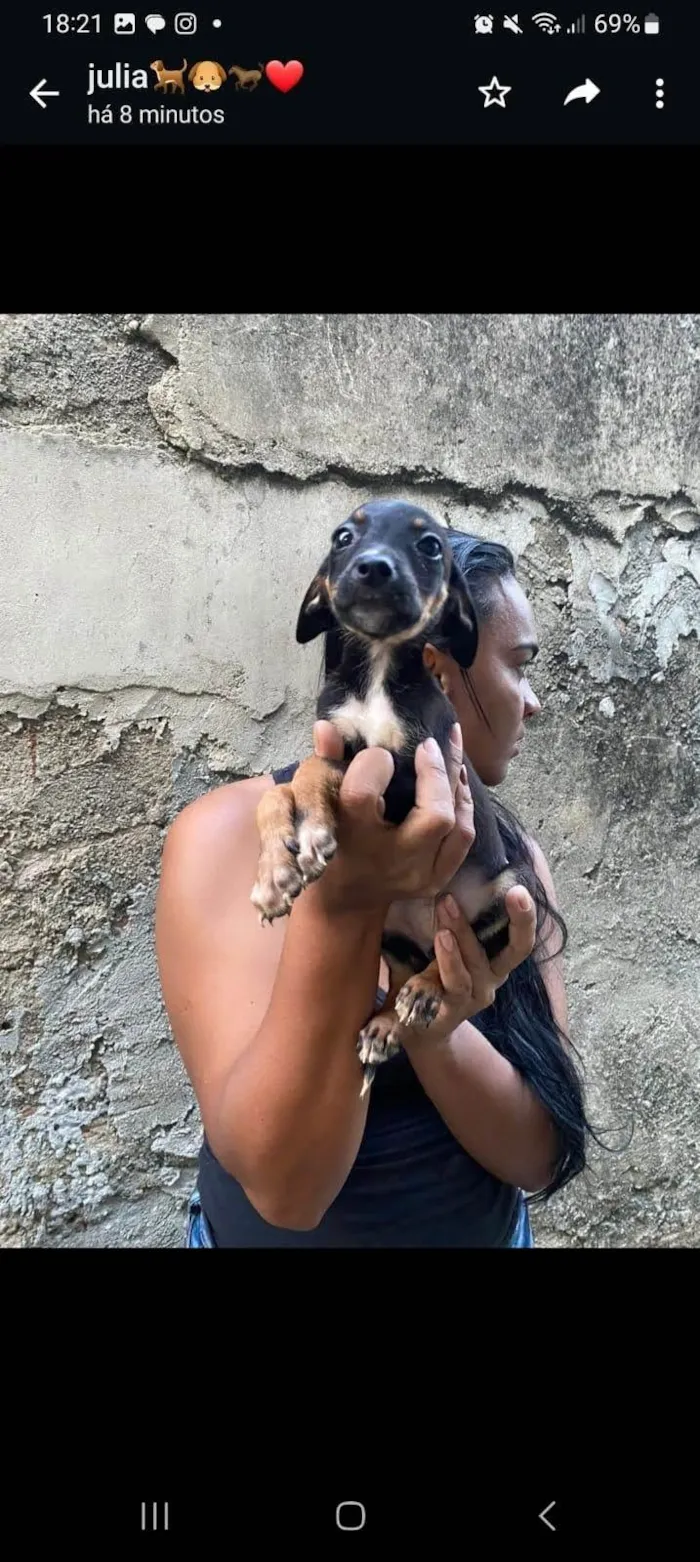 Cachorro ra a SRD-ViraLata idade 2 a 6 meses nome Sabrina