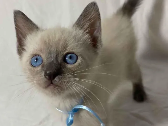 Gato ra a  idade Abaixo de 2 meses nome Filhotes