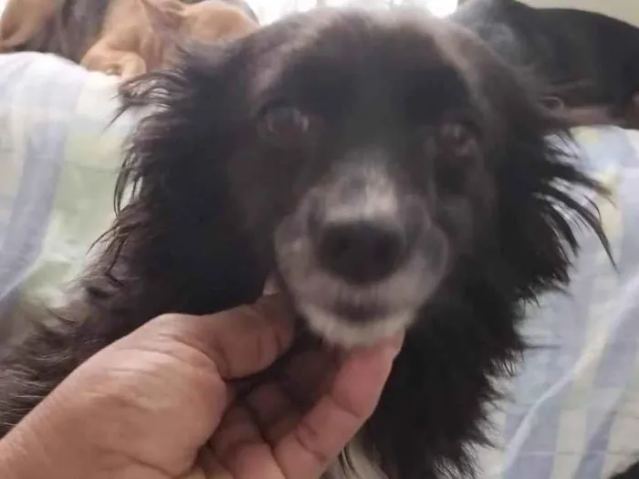 Cachorro ra a SRD-ViraLata idade 1 ano nome Yasmim