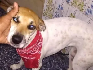Cachorro raça SRD-ViraLata idade 1 ano nome Pituca girl