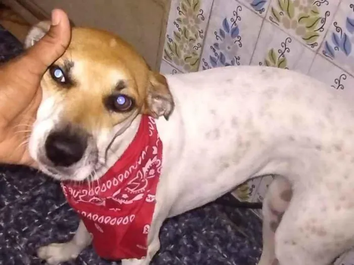 Cachorro ra a SRD-ViraLata idade 1 ano nome Pituca girl