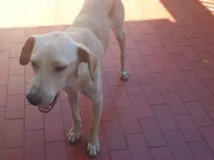 Cachorro raça SRD-ViraLata idade 1 ano nome Mano Walter 