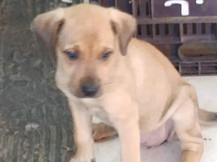 Cachorro ra a SRD-ViraLata idade 7 a 11 meses nome Peaches
