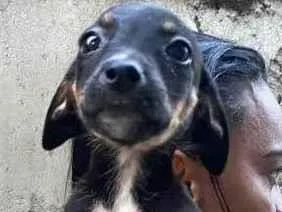 Cachorro ra a SRD-ViraLata idade 2 a 6 meses nome Sabrina