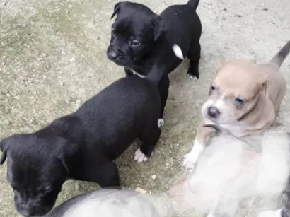 Cachorro raça SRD-ViraLata com PITBULL  idade Abaixo de 2 meses nome C1,C2,C3