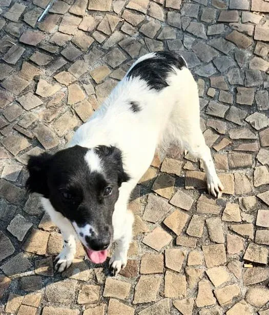 Cachorro ra a SRD idade 7 a 11 meses nome Paula