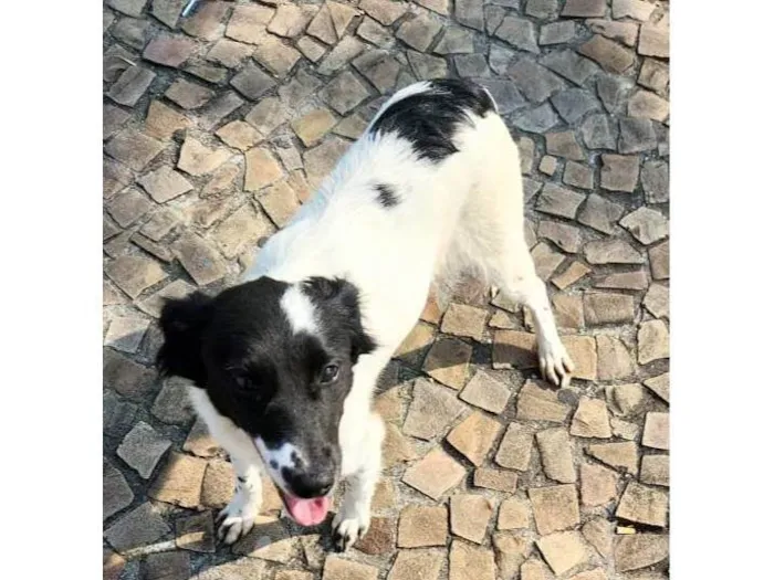 Cachorro ra a SRD idade 7 a 11 meses nome Paula