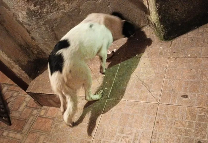 Cachorro ra a SRD idade 7 a 11 meses nome Paula
