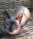 ADOTADO. Gatinho Lince