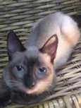 ADOTADO. Gatinho Lince