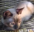 ADOTADO. Gatinho Lince