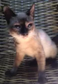 ADOTADO. Gatinho Lince