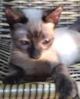 ADOTADO. Gatinho Lince
