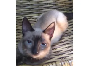 Gato raça Mestiço idade 2 a 6 meses nome  ADOTADO. Gatinho Lince