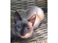 ADOTADO. Gatinho Lince