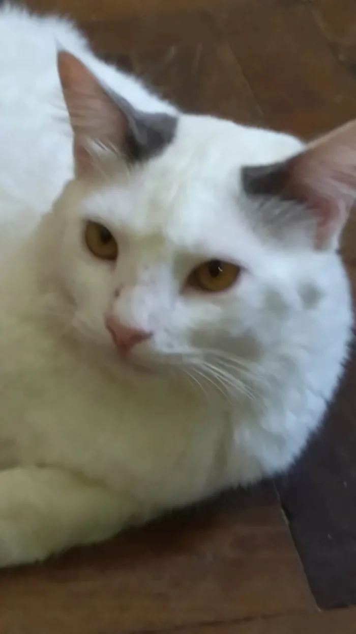Gato ra a SRD-ViraLata idade 1 ano nome ADOTADO