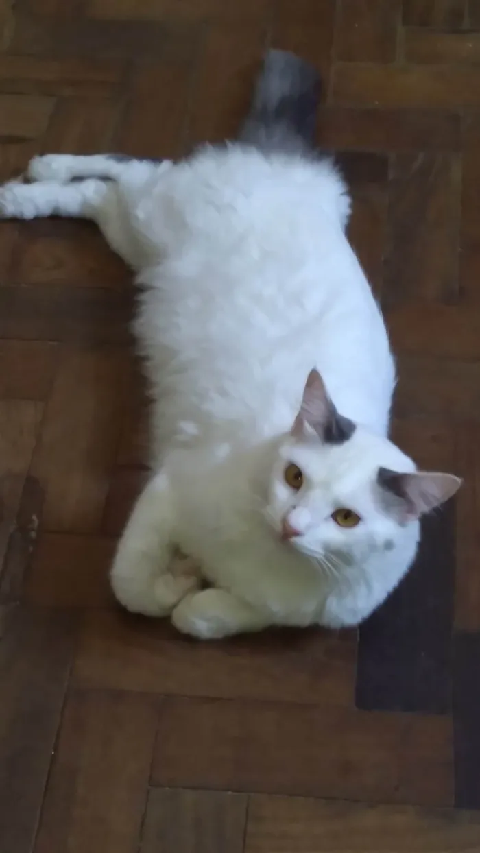 Gato ra a SRD-ViraLata idade 1 ano nome ADOTADO