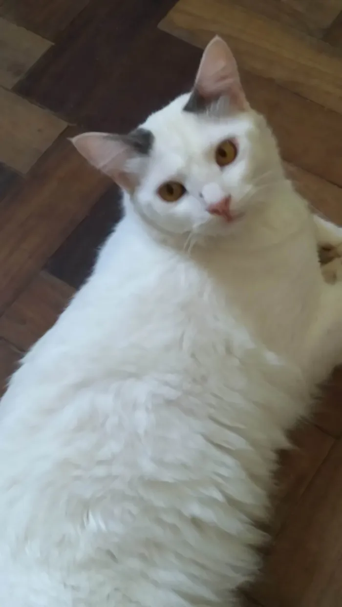Gato ra a SRD-ViraLata idade 1 ano nome ADOTADO