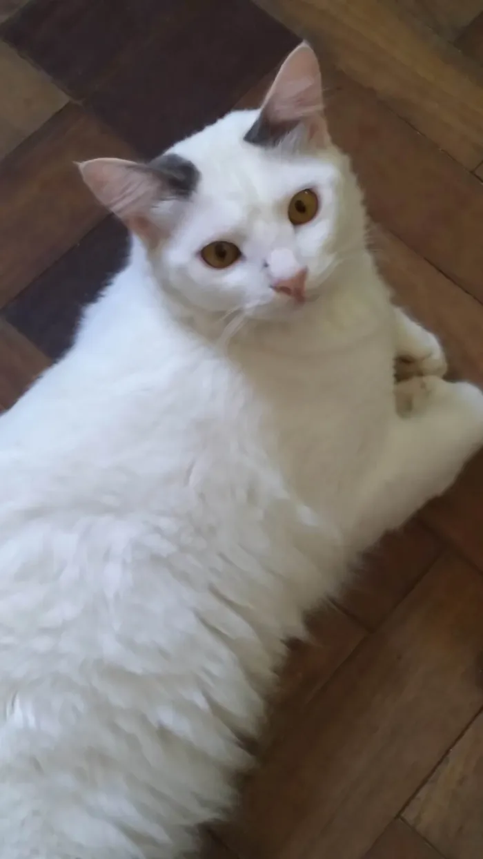 Gato ra a SRD-ViraLata idade 1 ano nome ADOTADO