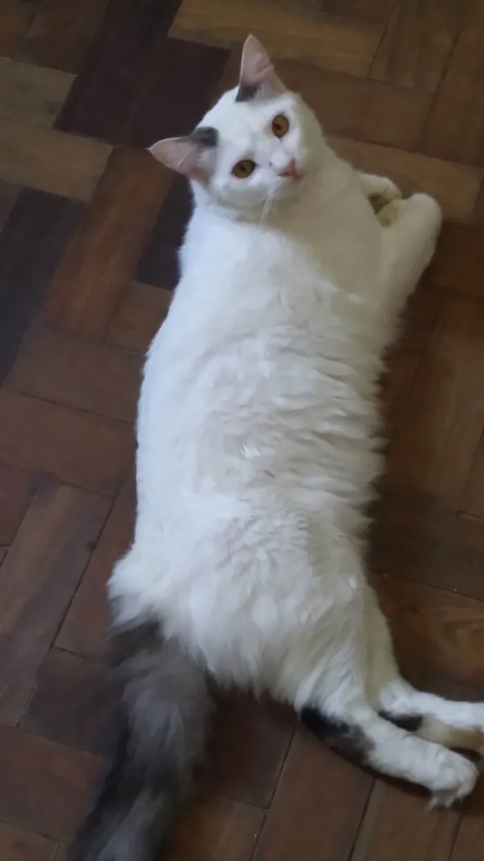 Gato ra a SRD-ViraLata idade 1 ano nome ADOTADO