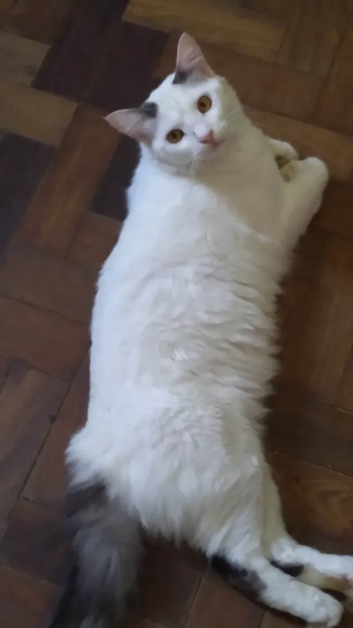 Gato ra a SRD-ViraLata idade 1 ano nome ADOTADO