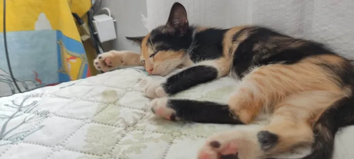 Gato ra a SRD-ViraLata idade 2 a 6 meses nome Star