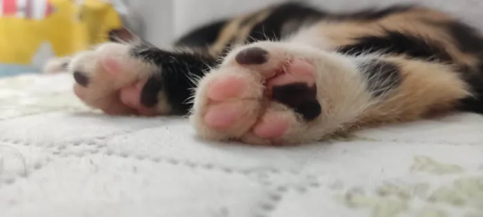 Gato ra a SRD-ViraLata idade 2 a 6 meses nome Star