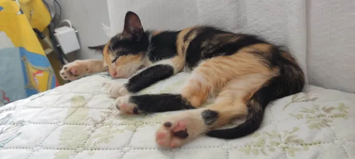 Gato ra a SRD-ViraLata idade 2 a 6 meses nome Star