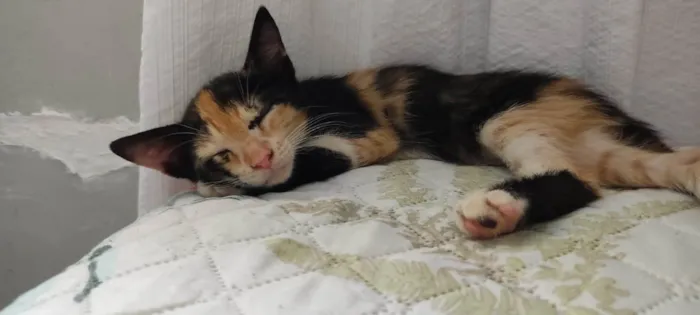 Gato ra a SRD-ViraLata idade 2 a 6 meses nome Star