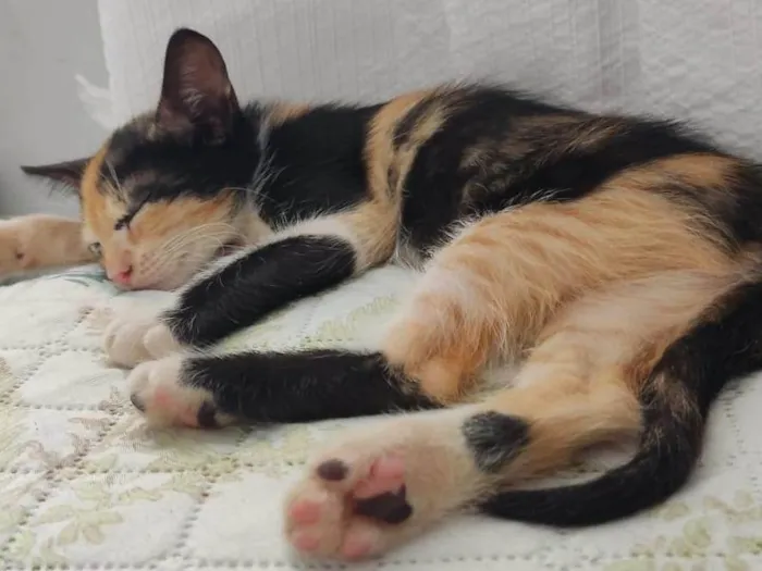 Gato ra a SRD-ViraLata idade 2 a 6 meses nome Star