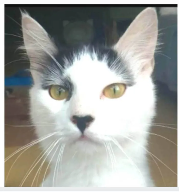 Gato ra a srd idade 1 ano nome SAFIRA