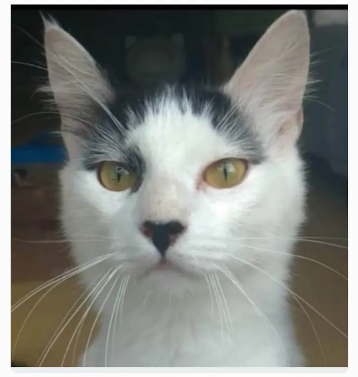 Gato ra a srd idade 1 ano nome SAFIRA