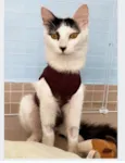 SAFIRA