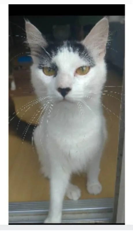 Gato ra a srd idade 1 ano nome SAFIRA