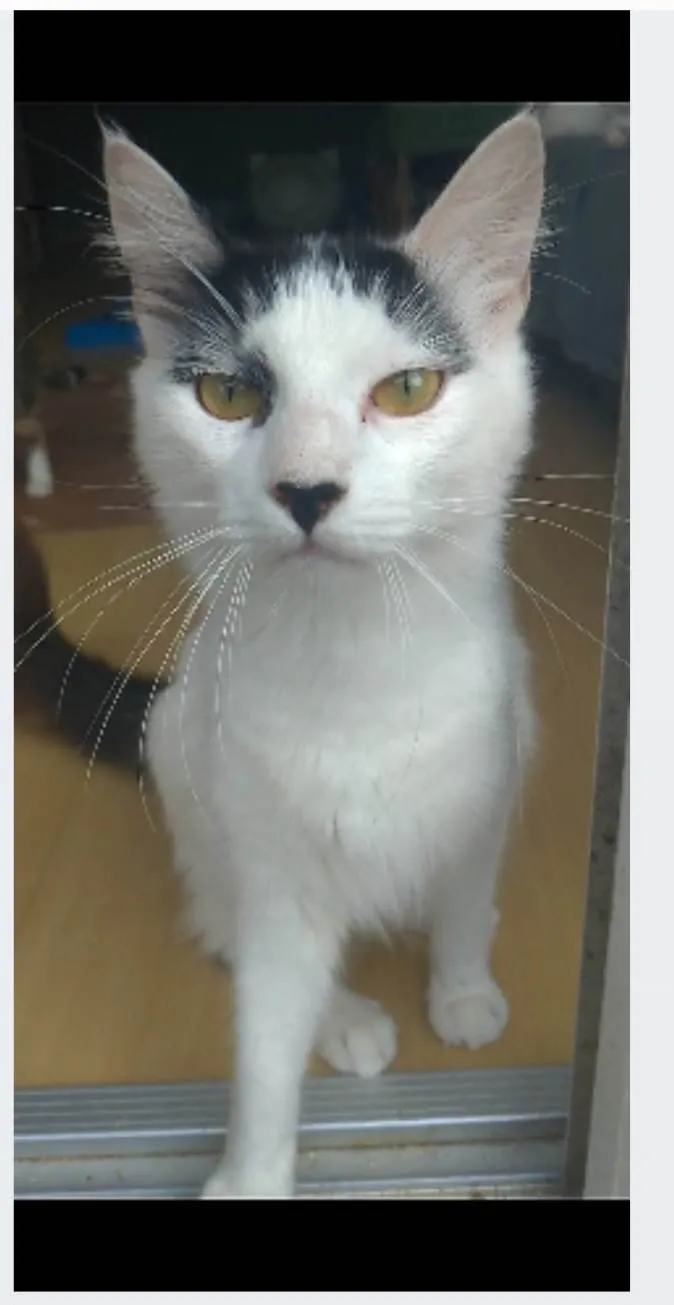 Gato ra a srd idade 1 ano nome SAFIRA