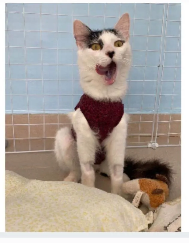 Gato ra a srd idade 1 ano nome SAFIRA