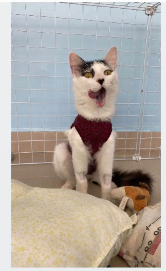 Gato ra a srd idade 1 ano nome SAFIRA