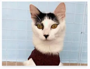Gato raça srd idade 1 ano nome SAFIRA