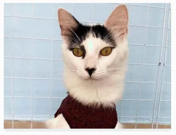 Gato ra a srd idade 1 ano nome SAFIRA