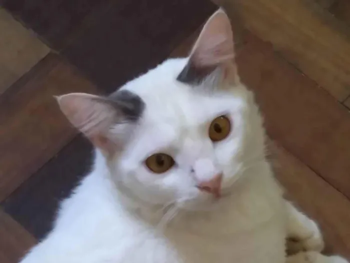 Gato ra a SRD-ViraLata idade 1 ano nome ADOTADO