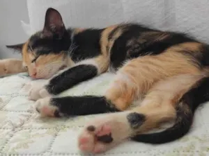 Gato raça SRD-ViraLata idade 2 a 6 meses nome Star