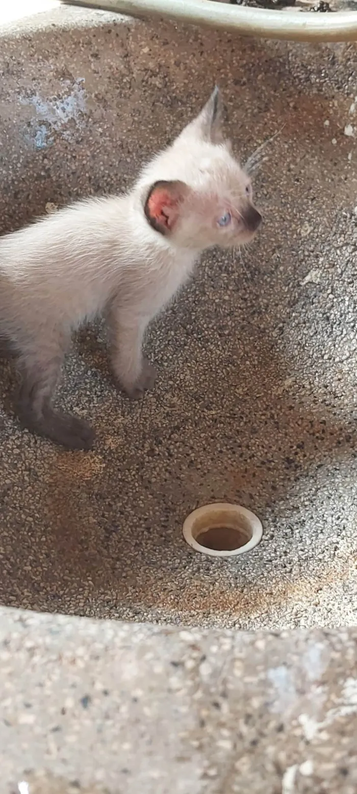 Gato ra a  idade Abaixo de 2 meses nome Sem nome