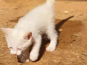 Gato raça  idade Abaixo de 2 meses nome Sem nome