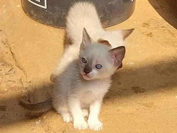 Gato ra a  idade Abaixo de 2 meses nome Sem nome