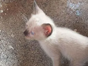 Gato raça  idade Abaixo de 2 meses nome Sem nome
