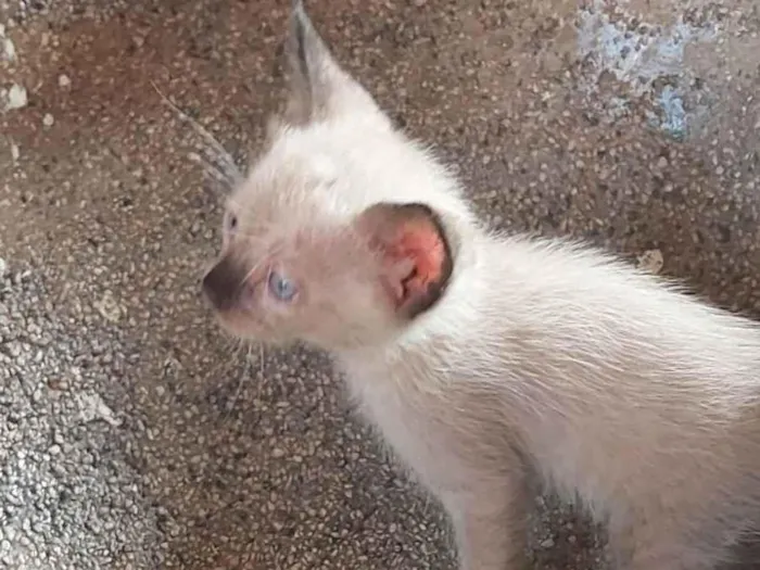 Gato ra a  idade Abaixo de 2 meses nome Sem nome